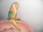 parrot old_06